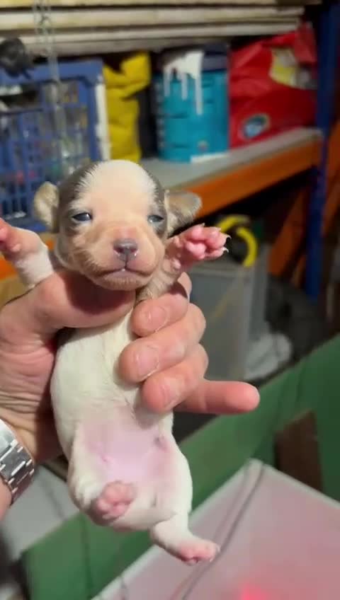 Jack Russell dogs for sale: Miniature jack Russell’s  - Video 2