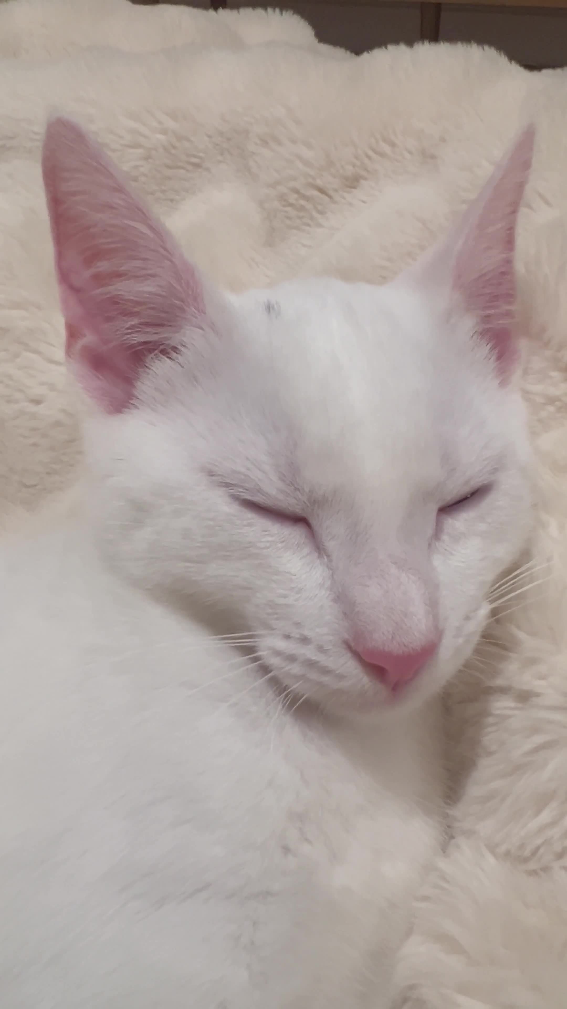 American Shorthair cats for sale: Prince  - Video 2