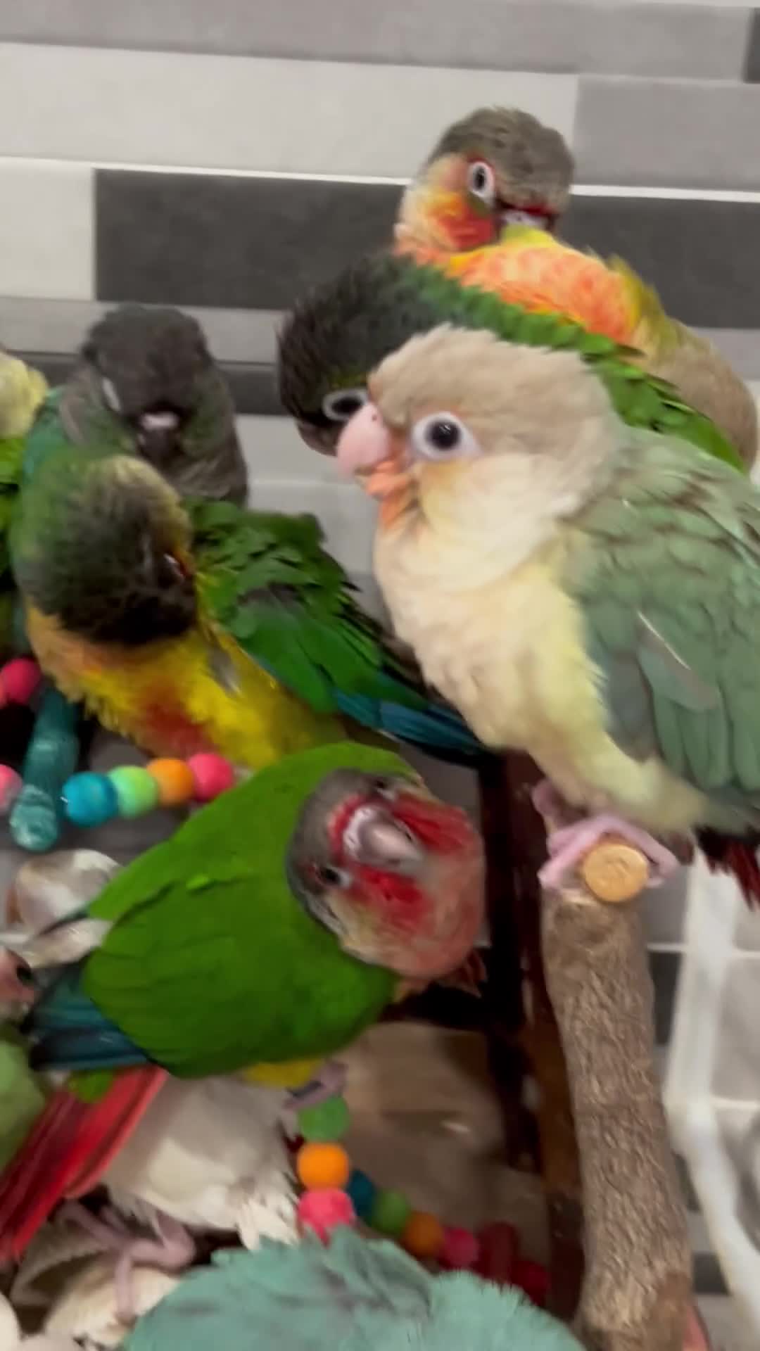 Ringnecks birds for sale:     Super Tame Hand Reared Babies £50 off today !  - Video 1