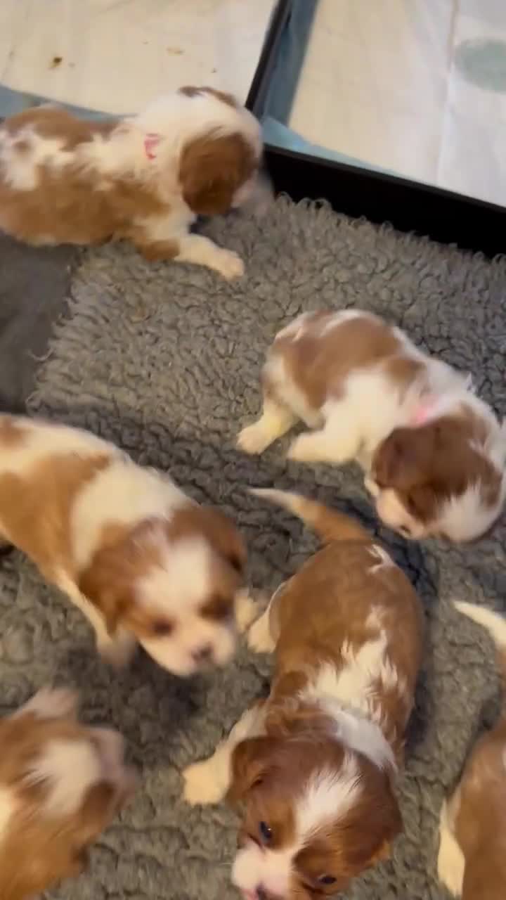 Cavalier King Charles Spaniel dogs for sale: Fully Health Tested Cavalier King Charles Spaniels in Rugby - Video 3
