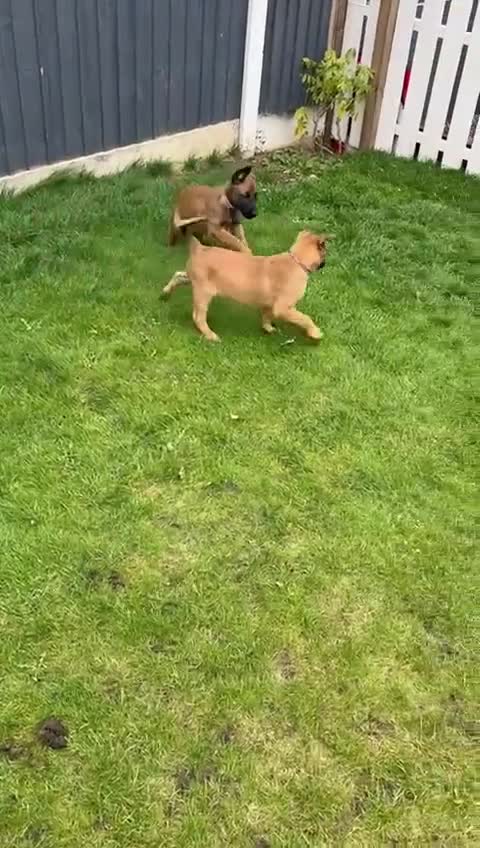 Belgian Shepherd Dog dogs for sale: KC Registered Mali Pups ***Last 1 girl - Video 5