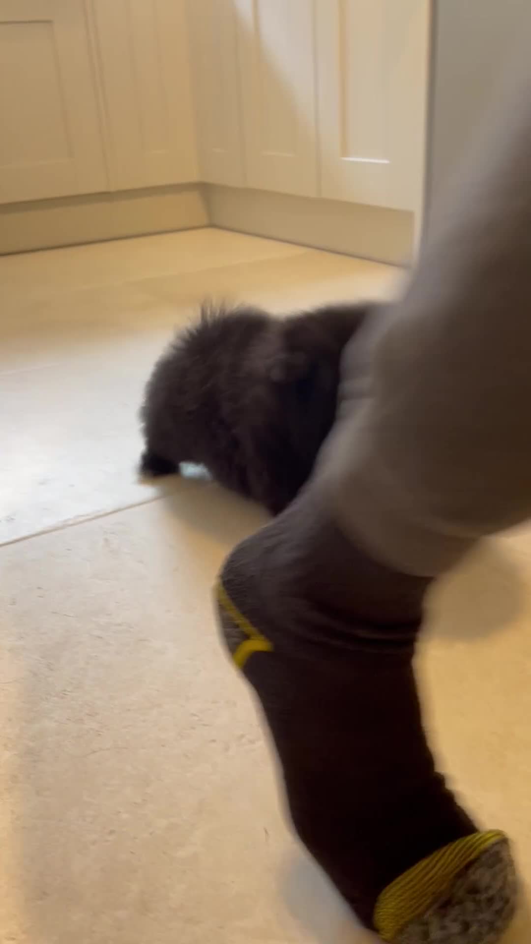 Pekingese dogs for sale: 💙Stunning Black KC registered Pekingese Puppy💙 - Video 4