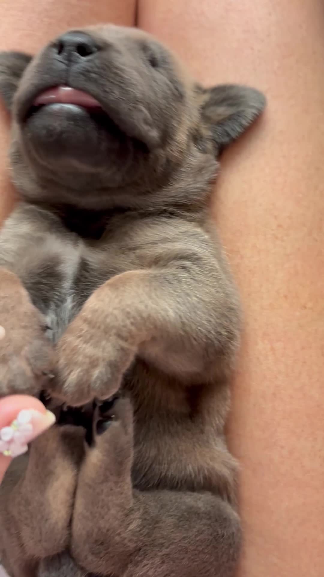 Boerboel dogs for sale: QUALITY NABBR REGISTERED PUPS!  - Video 3