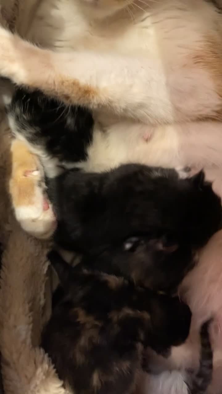 Mixed Breed cats for sale: 6 Adorable Kittens – 3 Boys & 3 Girls - Video 2
