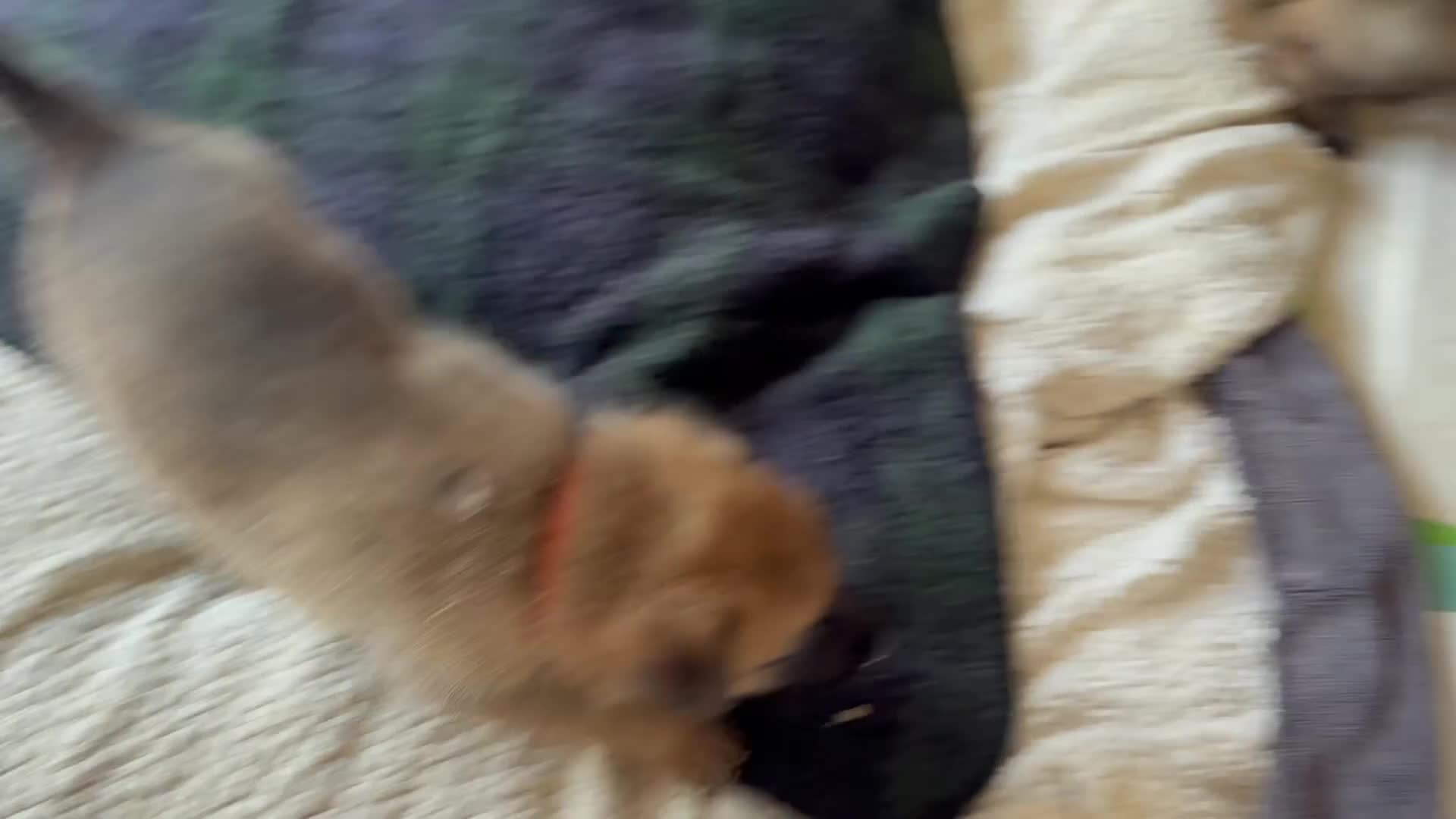 Mixed Breed dogs for sale: Beautiful Inca & handsome Nanuq PUPDATE x4 - Video 3