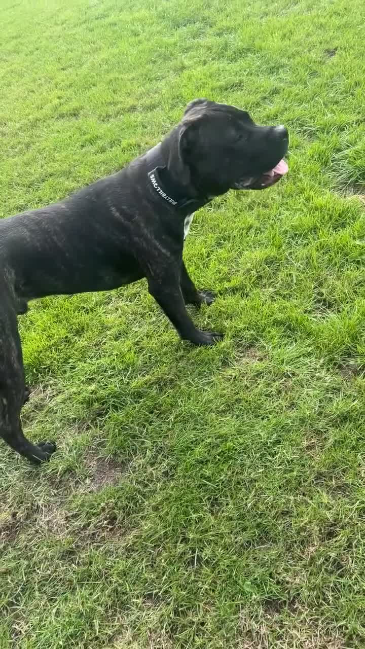 Cane Corso dogs for sale: Diesel  in Dewsbury - Video 1