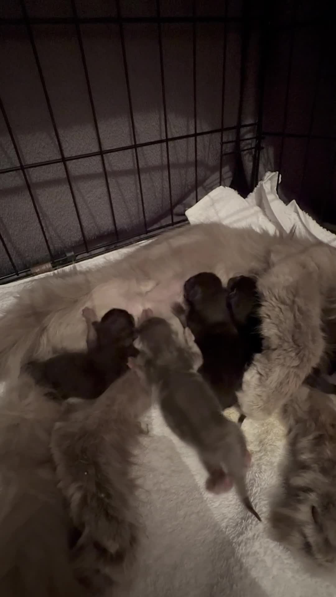 British Shorthair cats for sale: Rare black smoke British short hair kittens - Video 1
