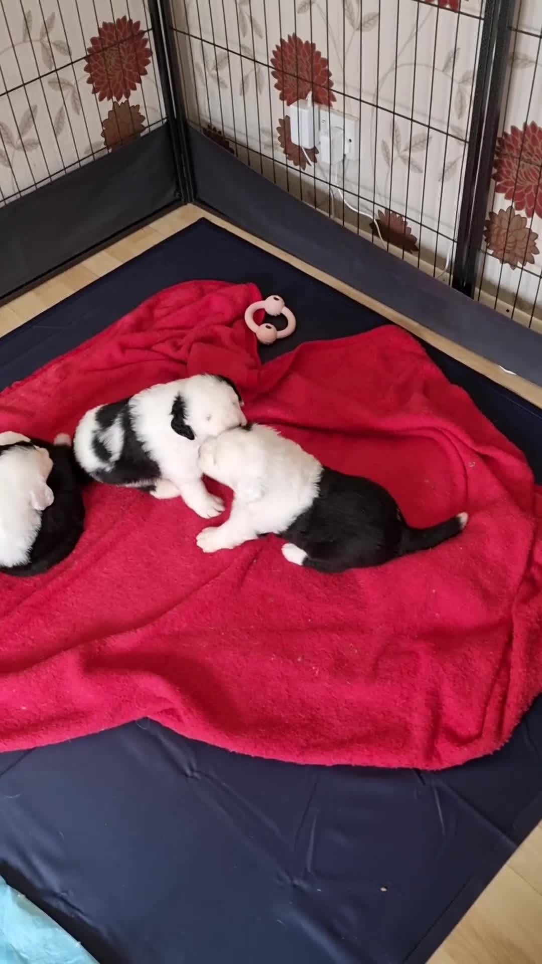 Old English Sheepdog dogs for sale: Beautiful Baby boy - Video 1