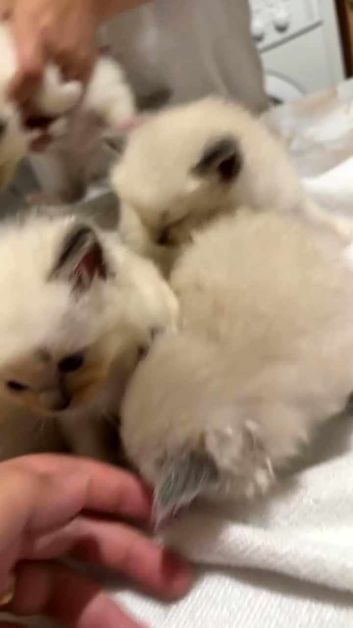 Ragdoll cats for sale: Beautiful ragdoll kittens for sale 💙 - Video 2