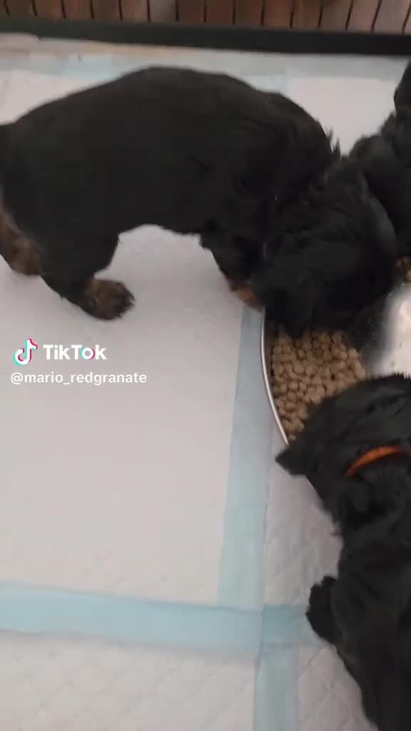 Cocker Spaniel dogs for sale: English Show Cocker Spaniel puppies from home - Video 2