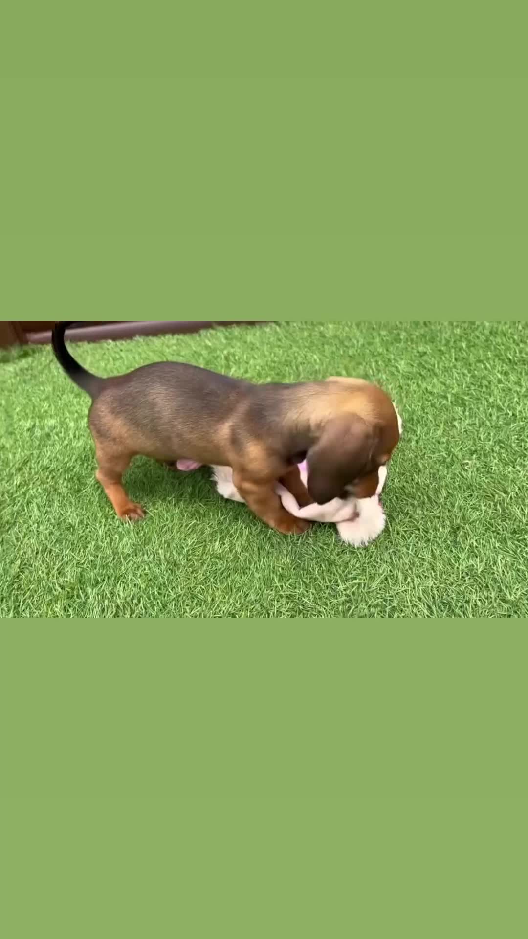 Dachshund dogs for sale: 1 gorgeous boy Available Ready to leave 🐶🏡 in Cullompton - Video 4