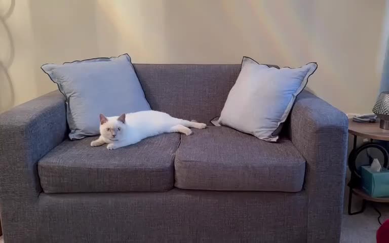 British Shorthair cats for stud: Pedigree White British Shorthair - Colourpoint BSH - Video 1