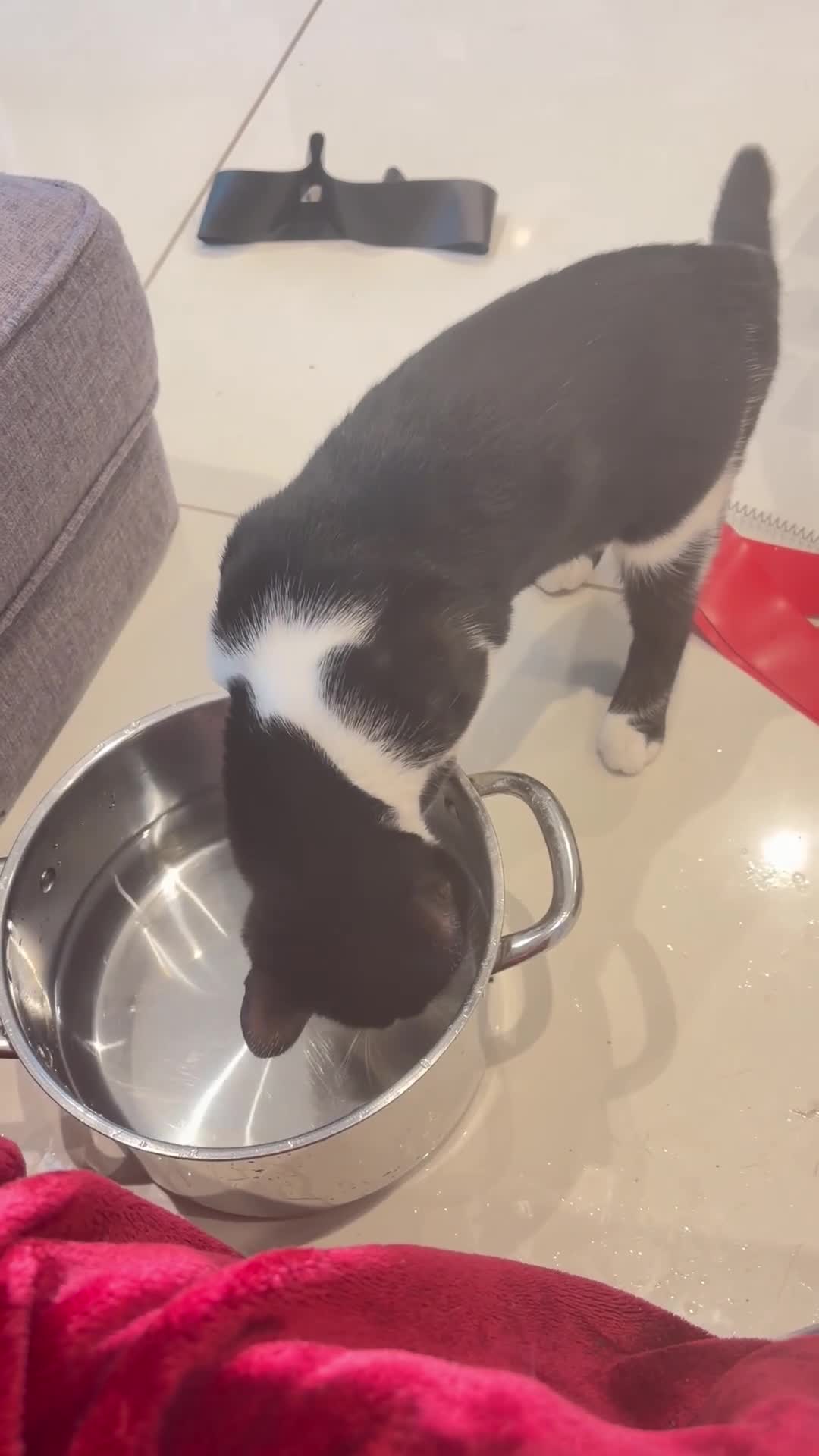 Bombay cats for sale: 2 tuxedo gorgeous brothers! ♥️ - Video 4