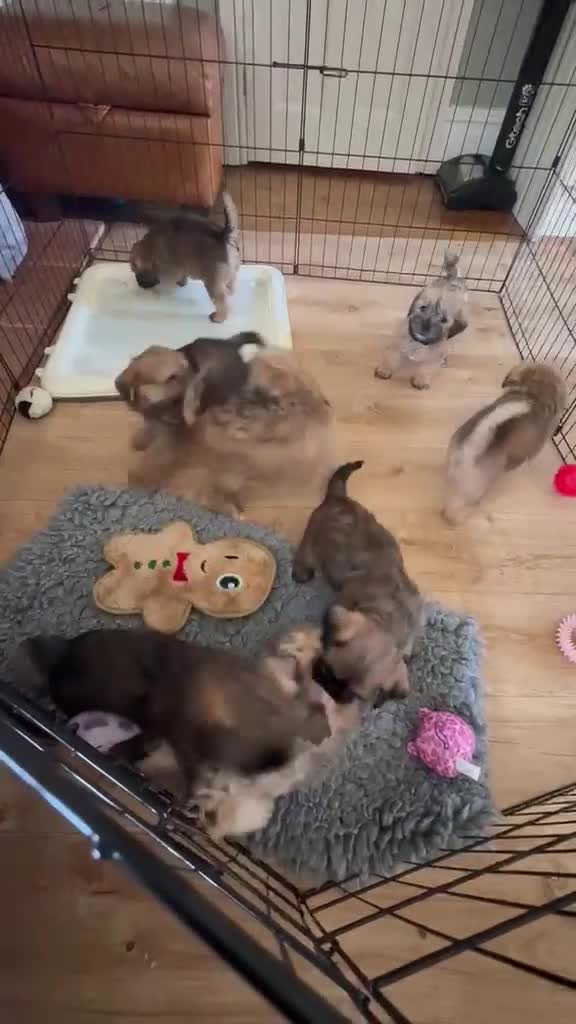 Mixed Breed dogs for sale: 🌟 Stunning Border Terrier x Shih Tzu Puppies - Video 1
