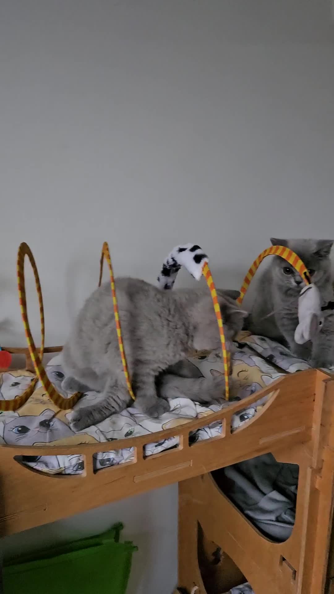 British Shorthair cats for sale: Truly beautiful British Shorthair kittens NEUTERED - Video 3