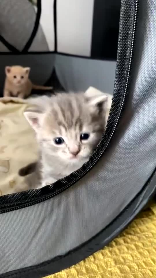 British Shorthair cats for sale: 3 Adorable kittens  - Video 1