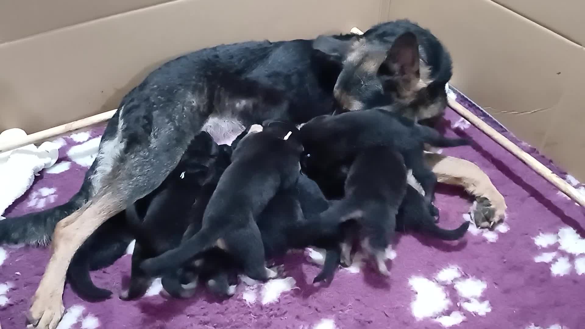 German Shepherd dogs for sale: German Shepherd Puppies - Video 1