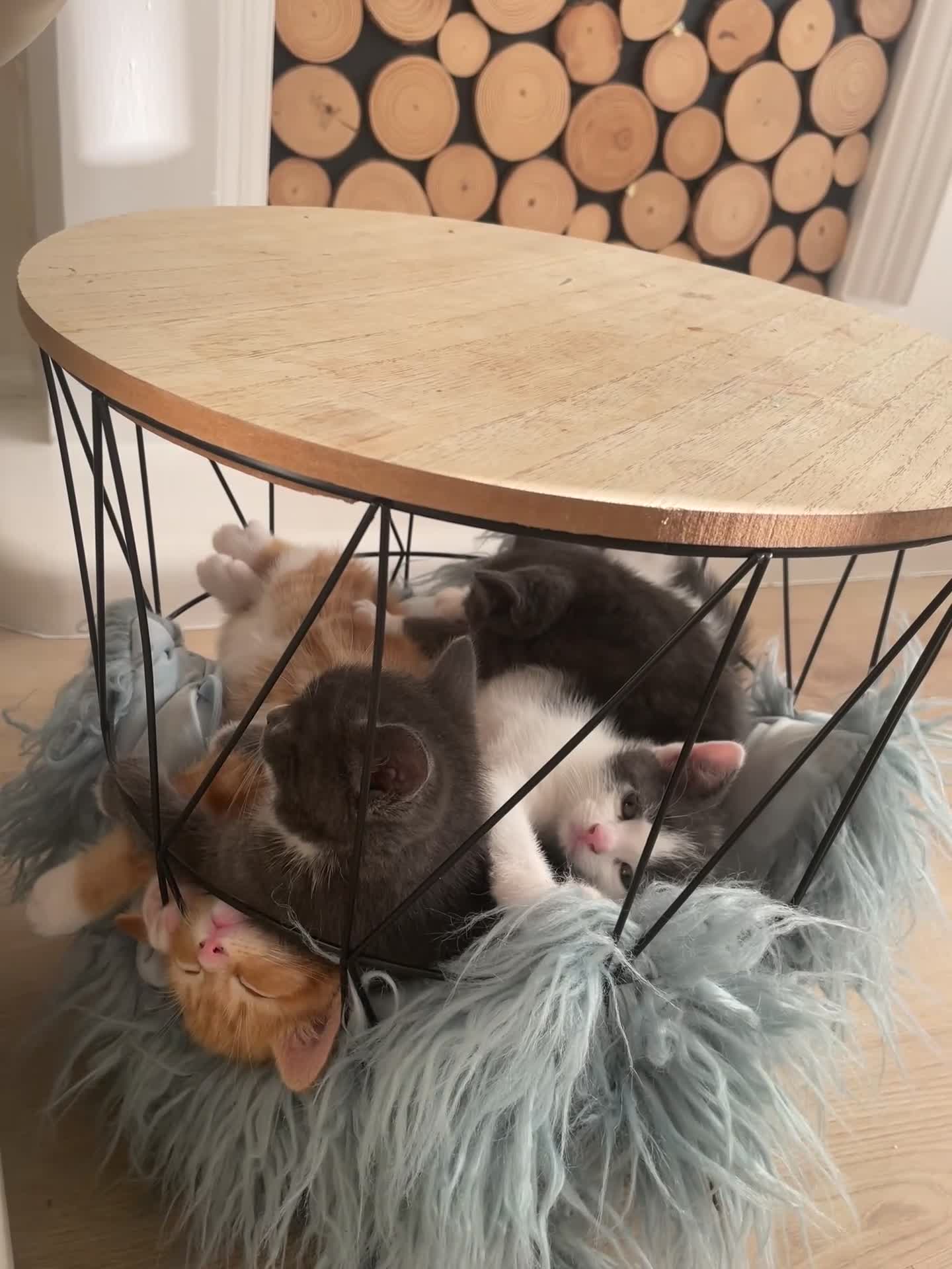 Mixed Breed cats for sale: Grey boy and girl ready for their forever homes - Video 1
