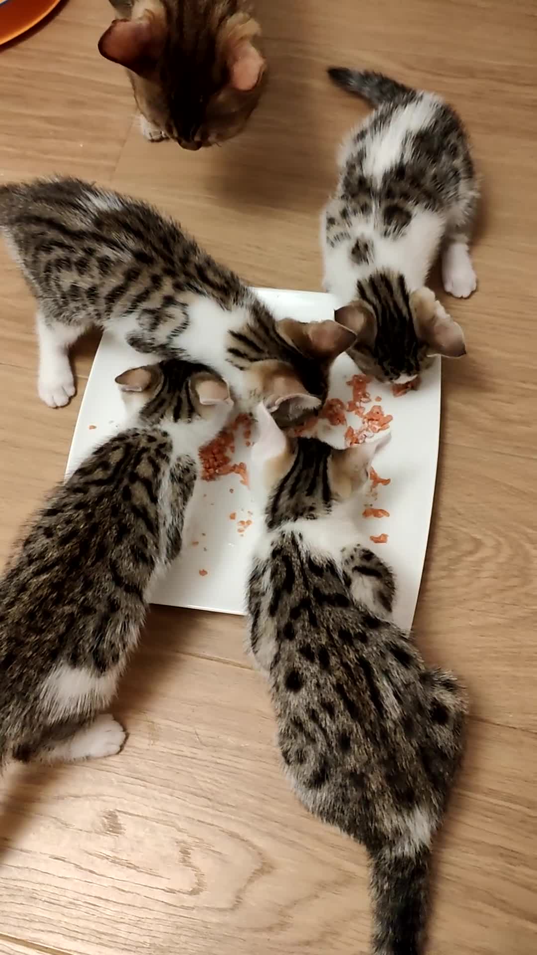 Mixed Breed cats for sale: 4 Bengal mix kittens. - Video 1