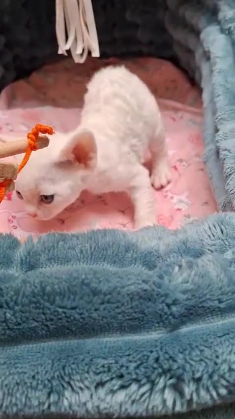 Devon Rex cats for sale: Last giirl -FIFE registered - Video 1