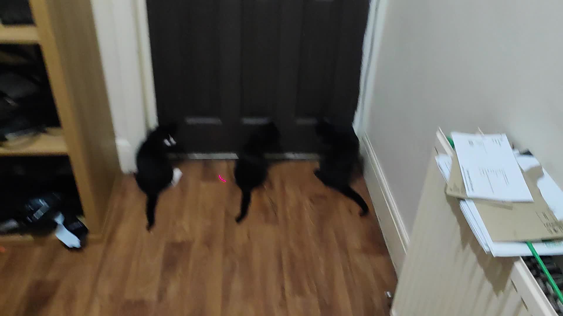 Mixed Breed cats for sale: kittens gorgeous kittens for sale  - Video 2