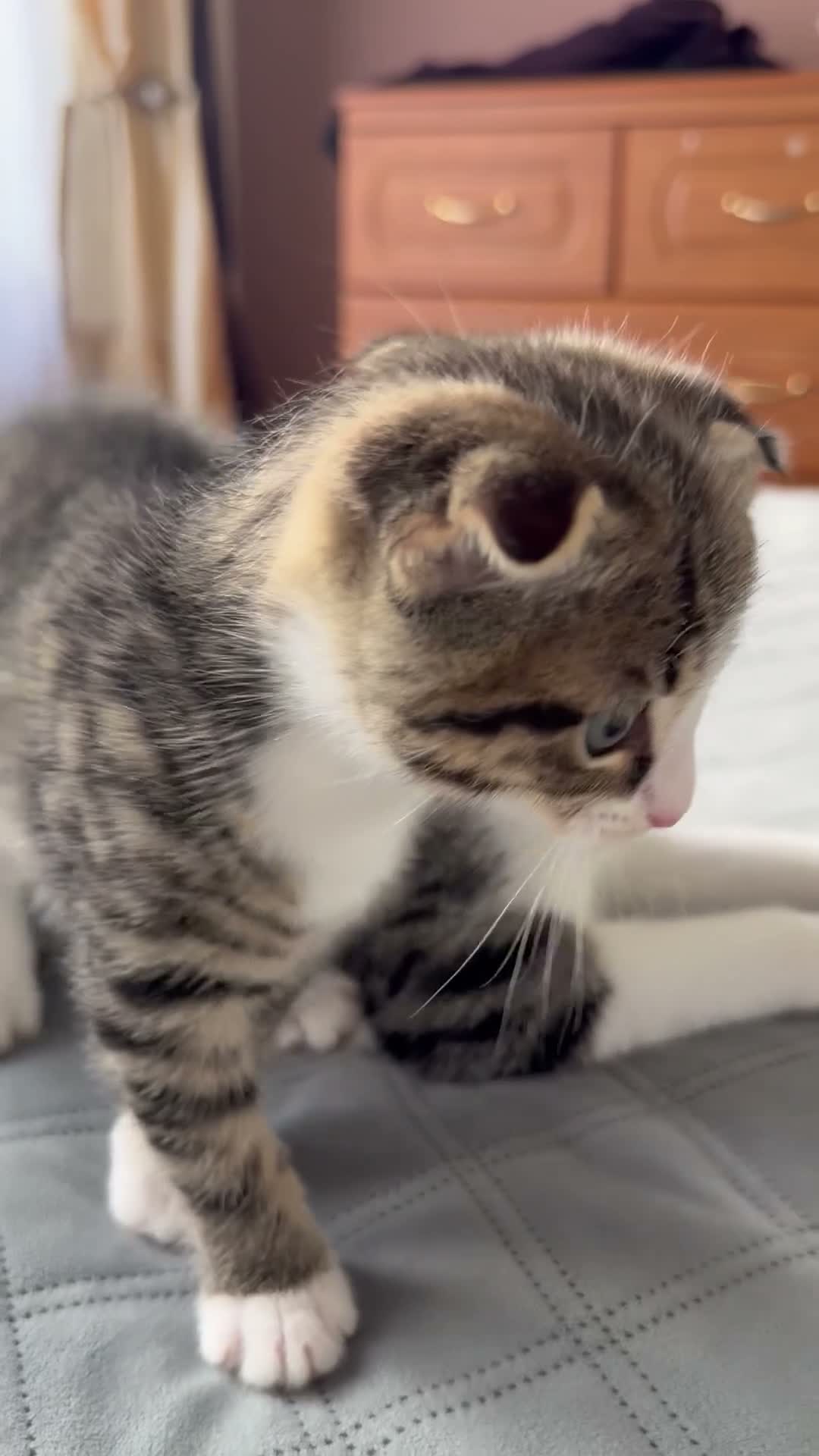 Mixed Breed cats for sale: Beautiful male kitten with folded ears in London - Video 1