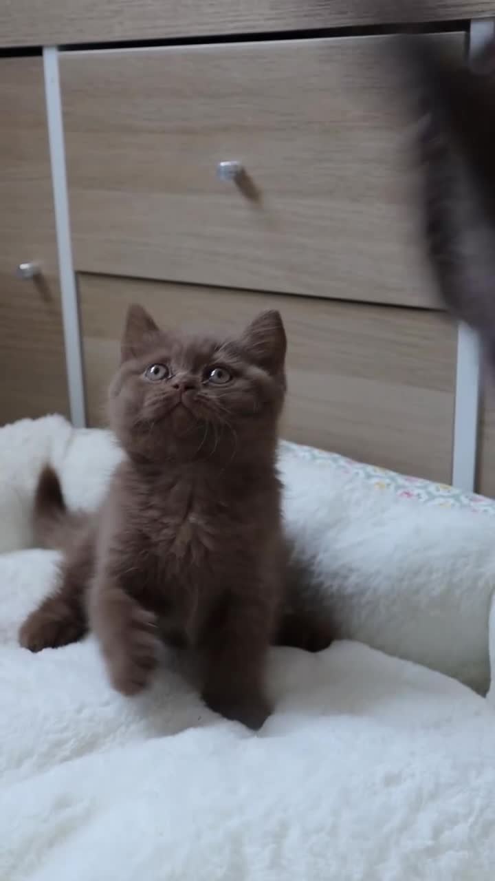 British Shorthair cats for sale: Chocolate Champion bloodline BSH - Video 2