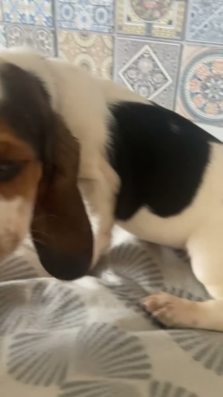 Basset Hound dogs for sale: Now Ready for New Forever Homes - Video 1