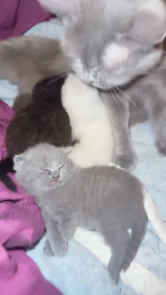 British Shorthair cats for sale: British Shorthair Kittens in London - Video 1