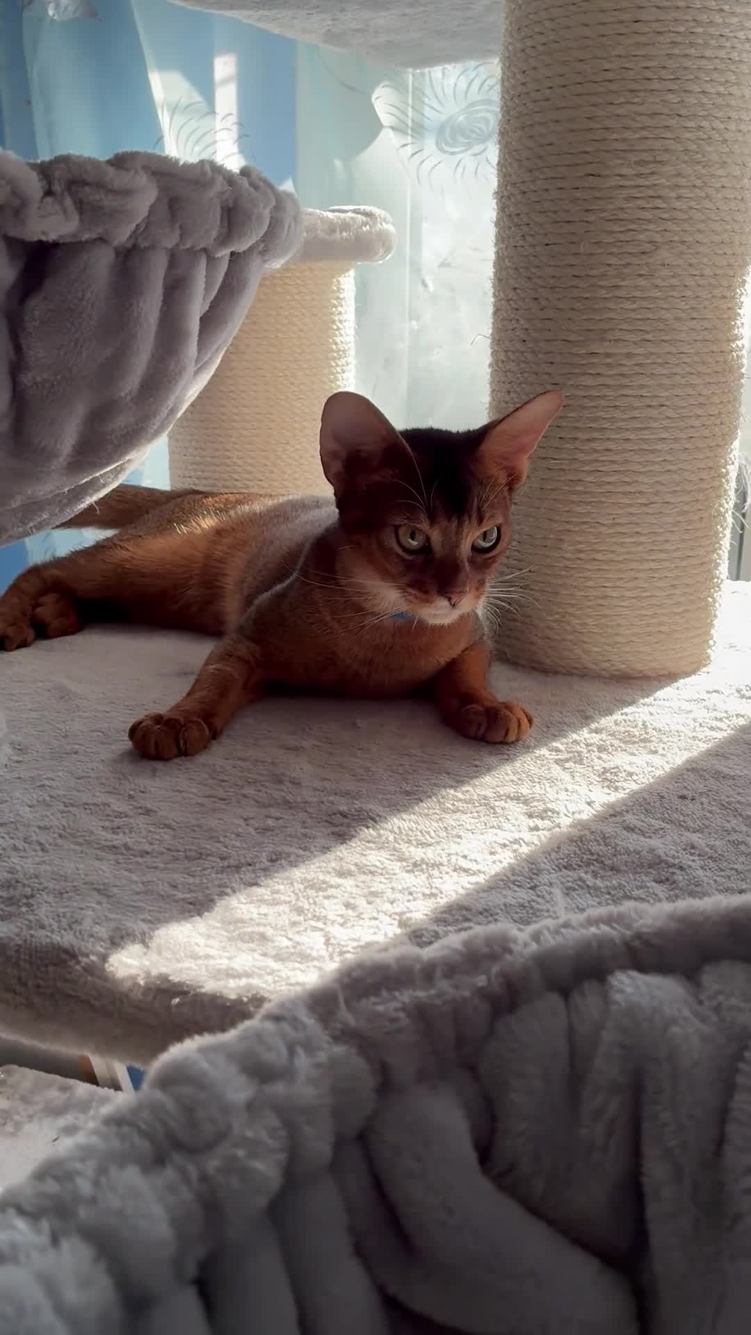 Abyssinian cats for sale: Abyssinian kitten looking for his new forever home - Video 1