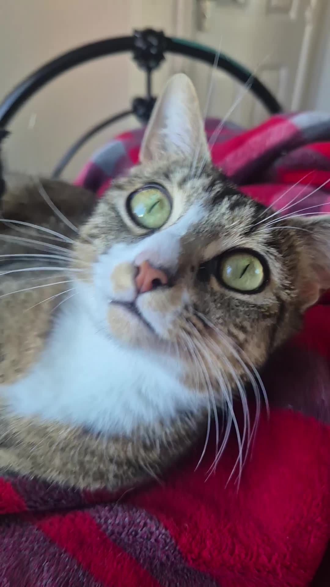 Mixed Breed cats for sale: Gorgeous bengla cross kittens  - Video 1