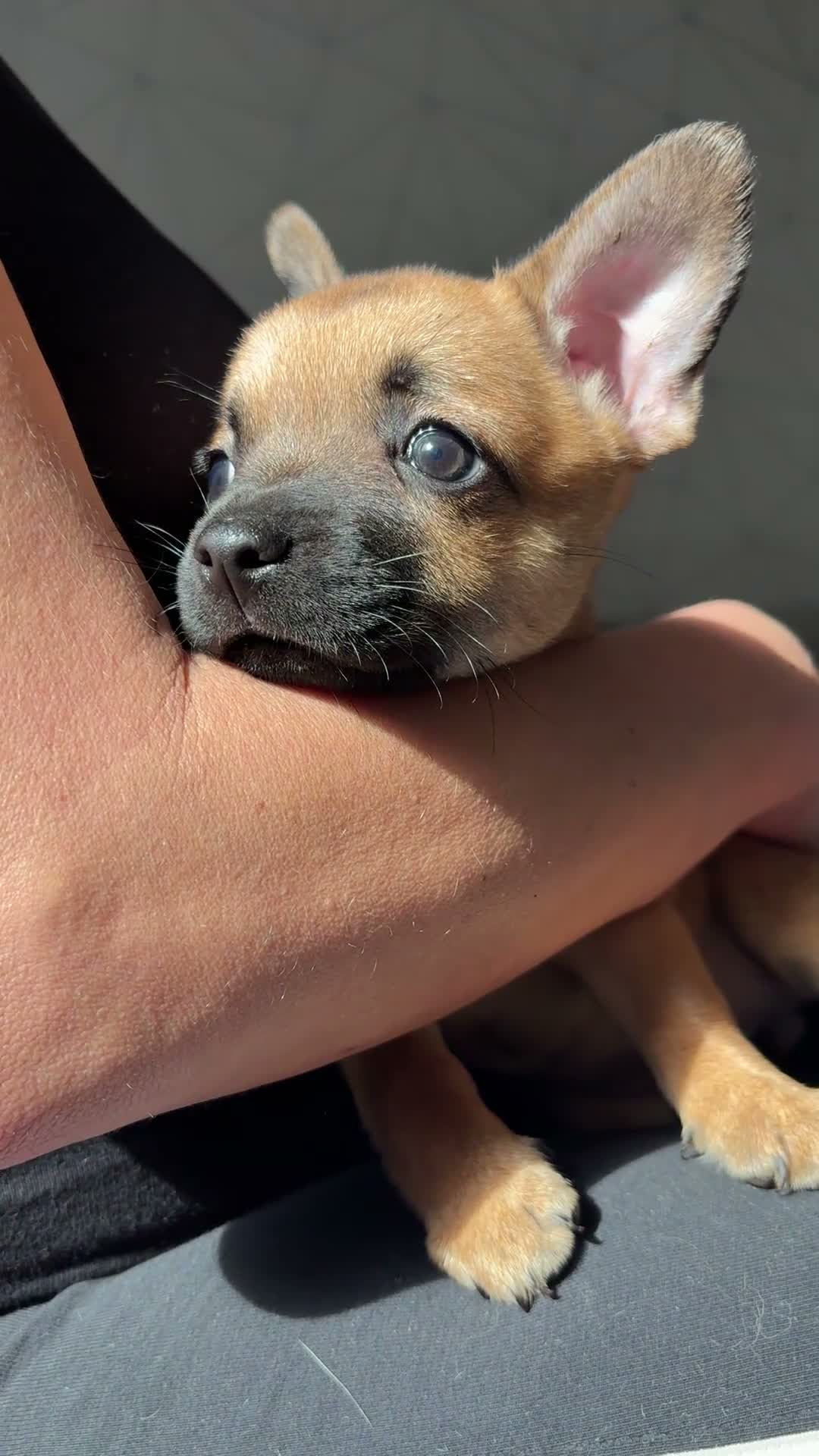 Mixed Breed dogs for sale: French bulldog x chihuahua puppies  - Video 1
