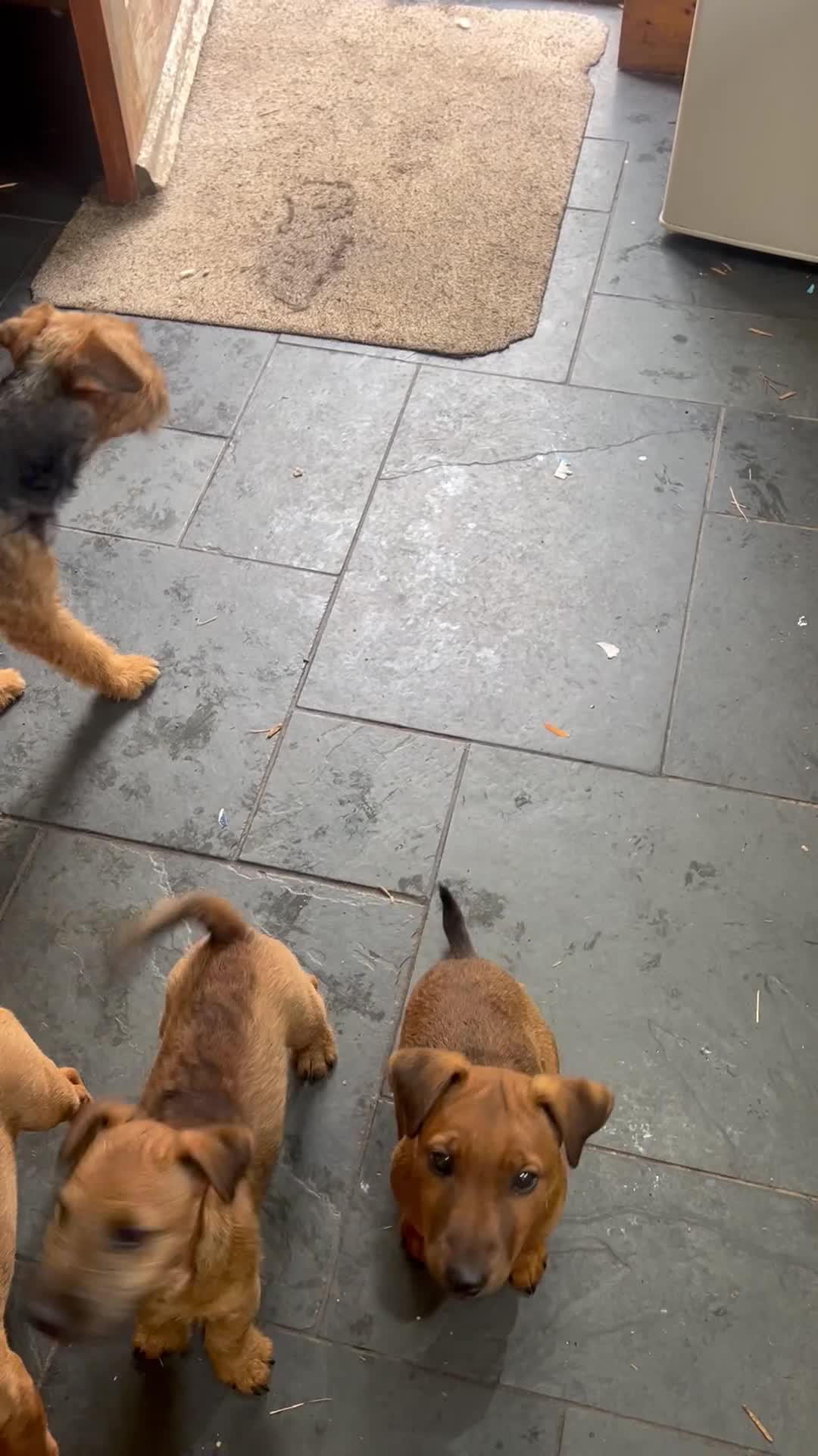 Lakeland Terrier dogs for sale: Lakeland bitch for sale  - Video 1
