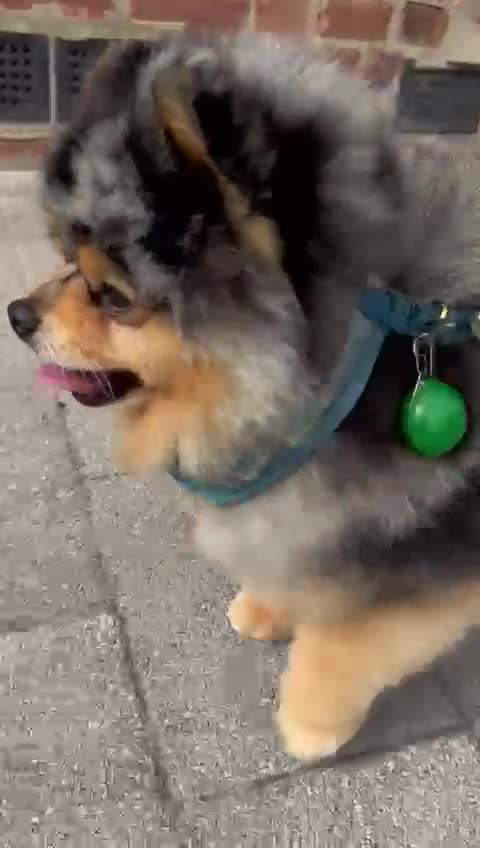 Pomeranian dogs for sale: Tiny cute blue merle Pomeranian boys in Blackpool - Video 1