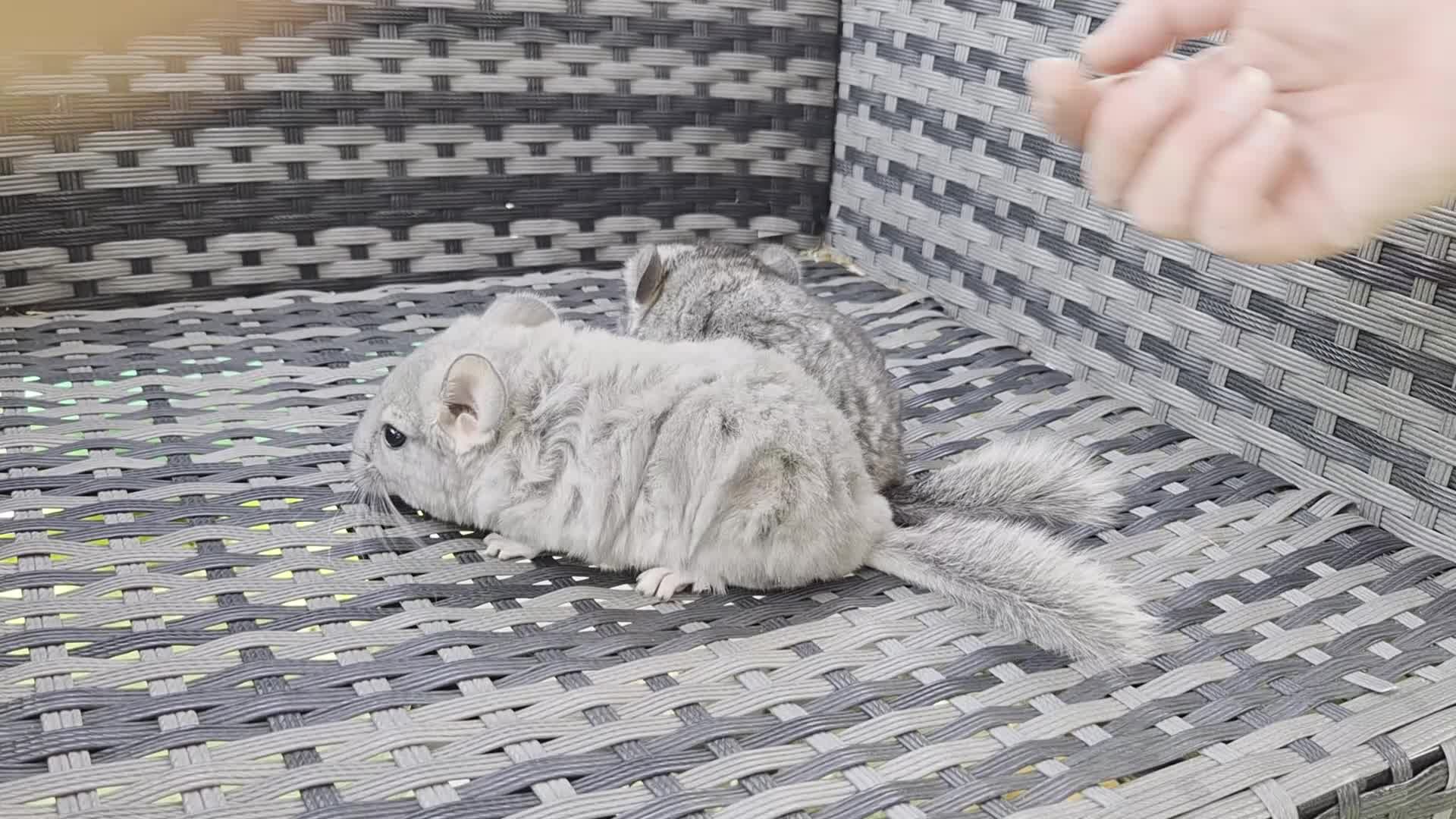 Chinchilla rodents for sale: Beautiful chinchillas - various colours - Video 1