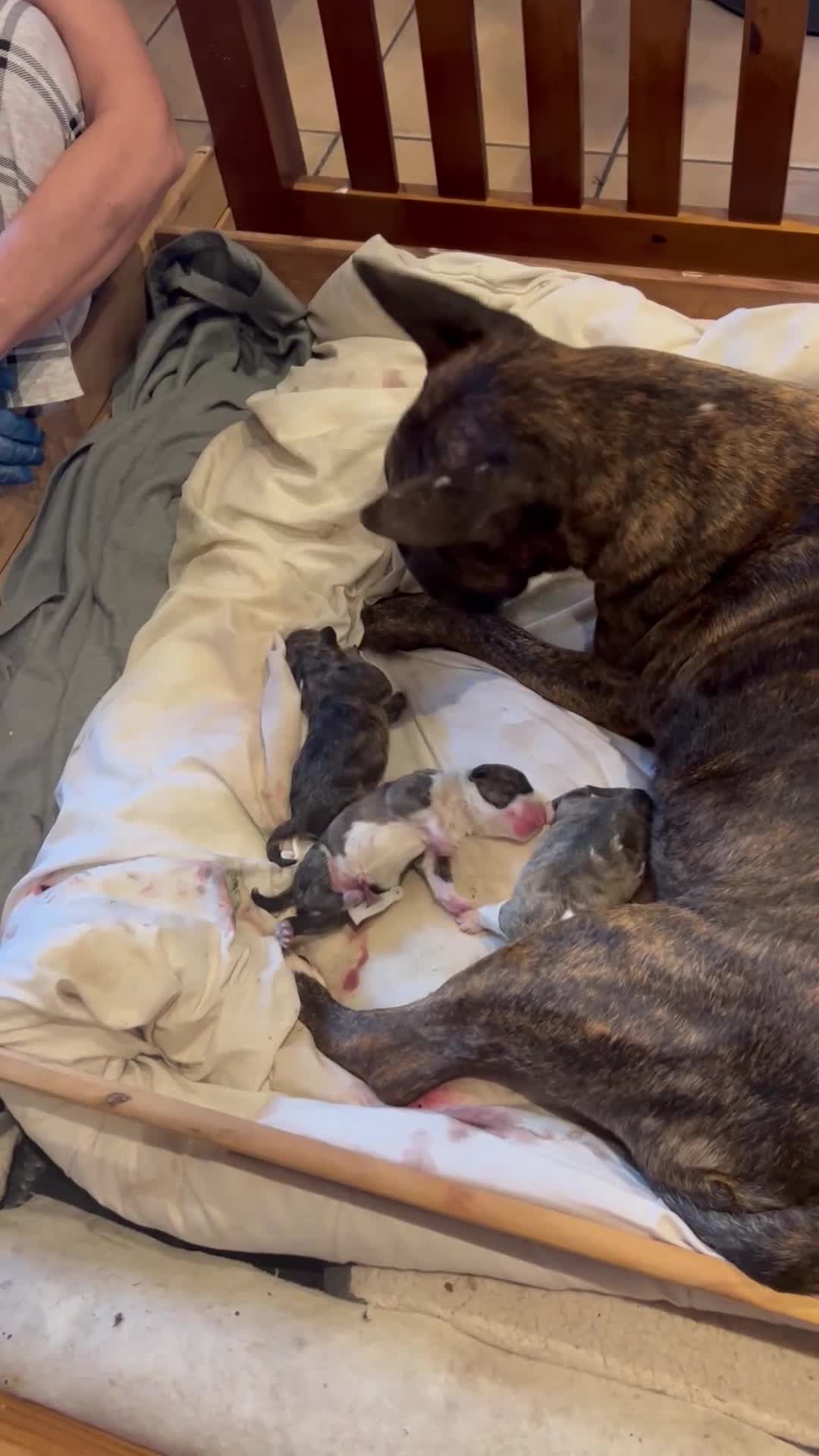 Bull Terrier dogs for sale: Lovely big boned bull terrier  - Video 1