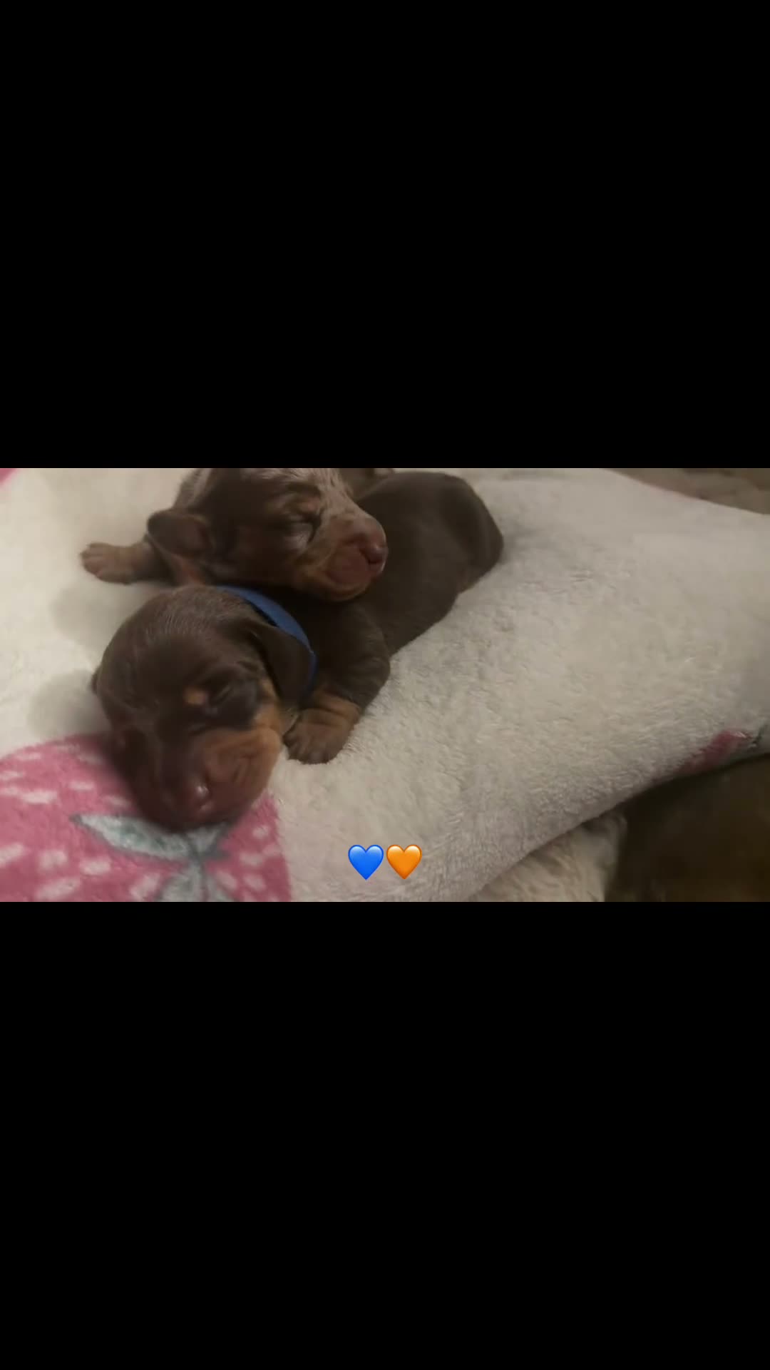 Miniature Dachshund dogs for sale: Miniature dachshund pups  - Video 4