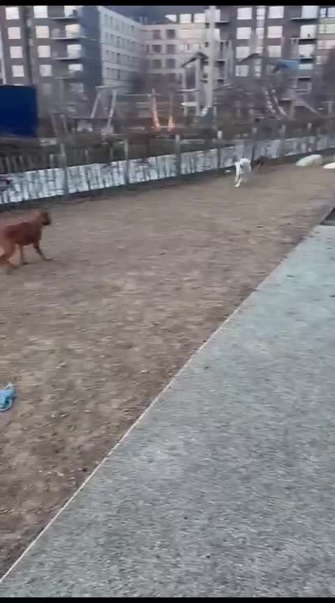 Mixed Breed dogs for adoption: Fajitas for adoption - Video 2