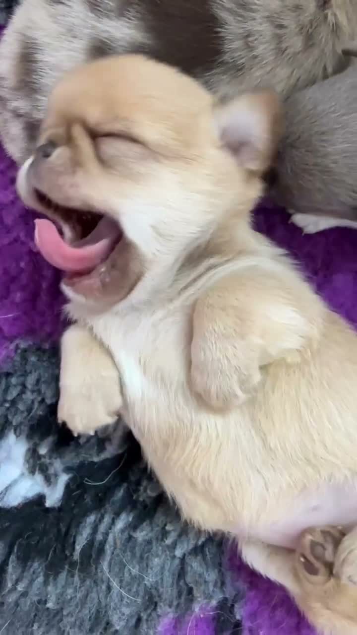 Chihuahua dogs for sale: Stunning Thai chihuahua puppies  - Video 1