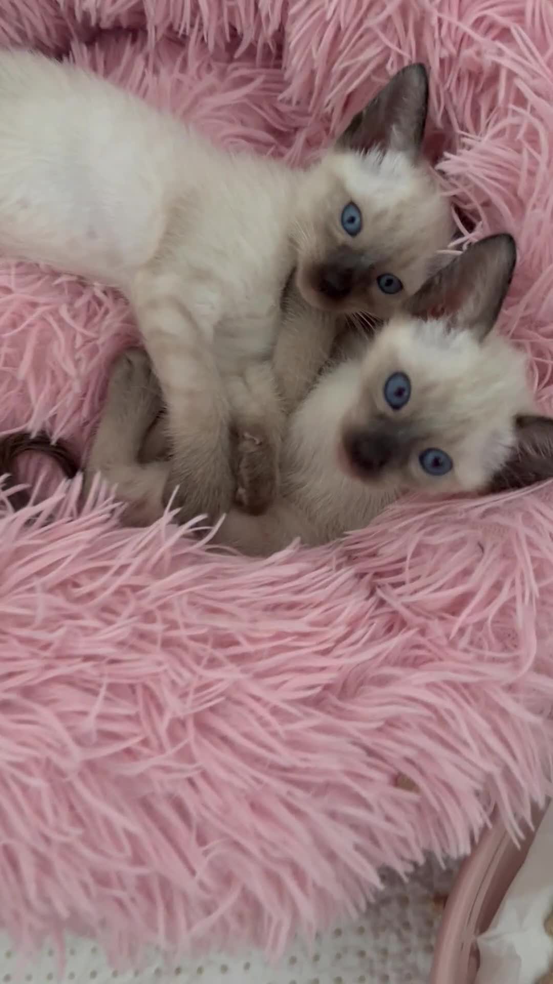 Siamese cats for sale: 2 male sealpoint siamese  - Video 2