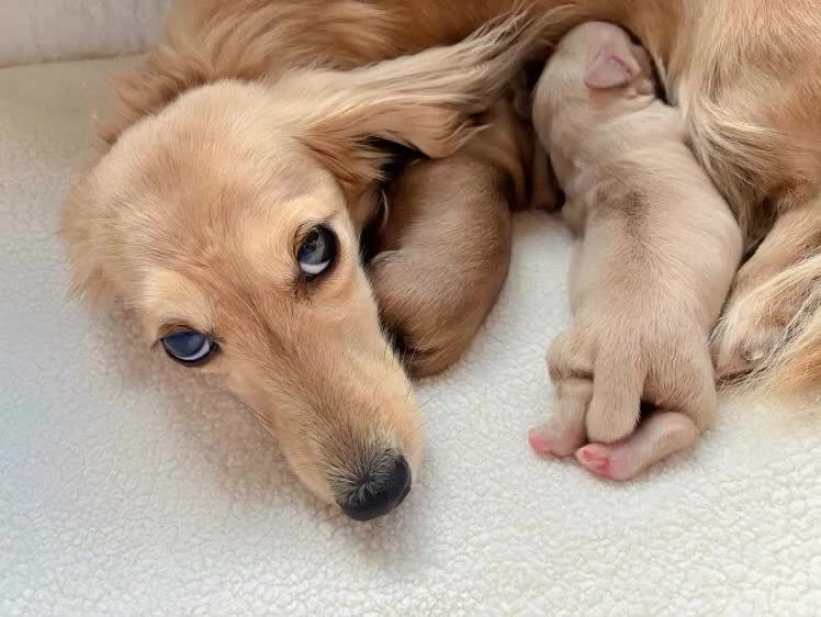 Miniature Dachshund dogs for sale: Kc registered mini long haired dachshunds - Video 1