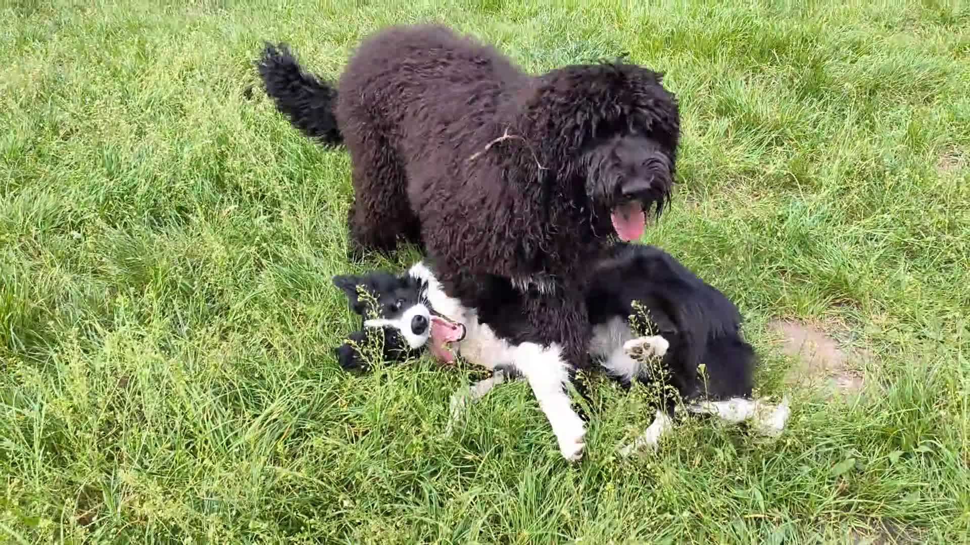 Labradoodle dogs for sale: Australian Labradoodle Puppies - Video 2