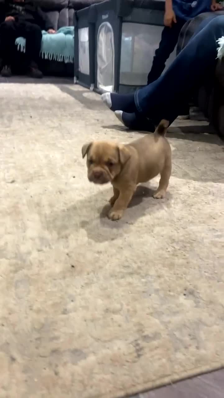 Mixed Breed dogs for sale: Only 2 beautiful girl pups left - Video 1