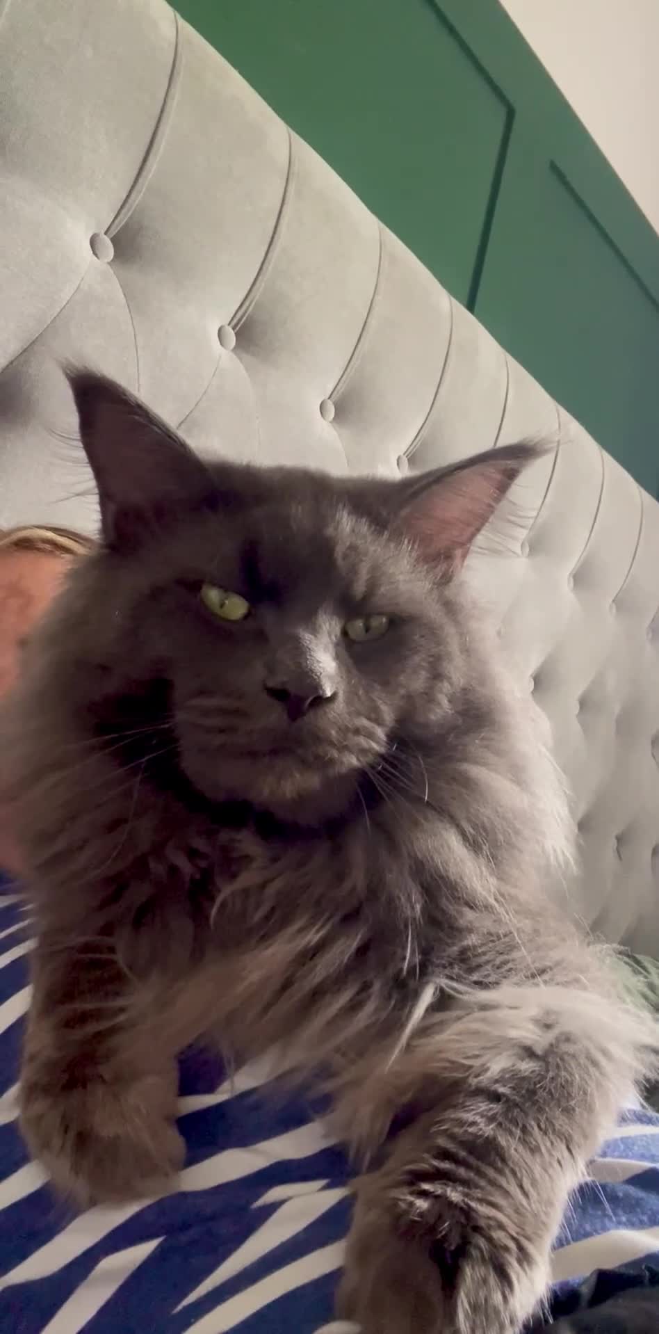 Maine Coon cats for sale: Beautiful Tica Maine Coon babies  - Video 1