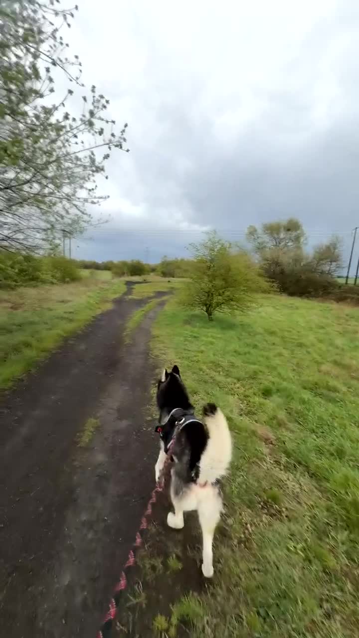 Siberian Husky dogs for sale: Siberian husky  in Barnsley - Video 1