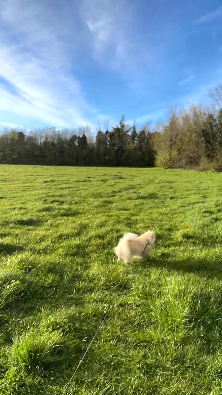 Pomeranian dogs for sale: 🐾Fluffy Little Pomeranians for sale🐾 - Video 1