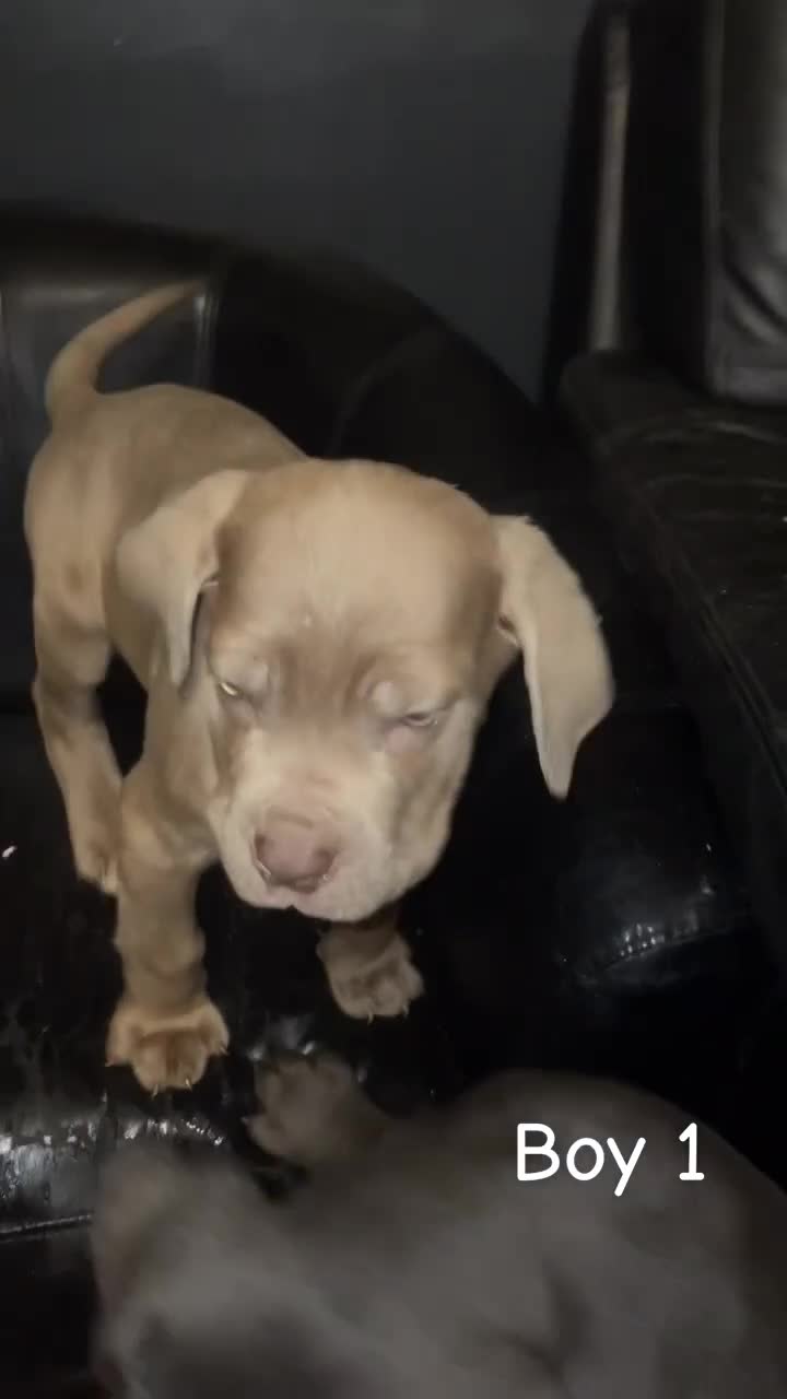 Cane Corso dogs for sale: cane corso pups  - Video 2