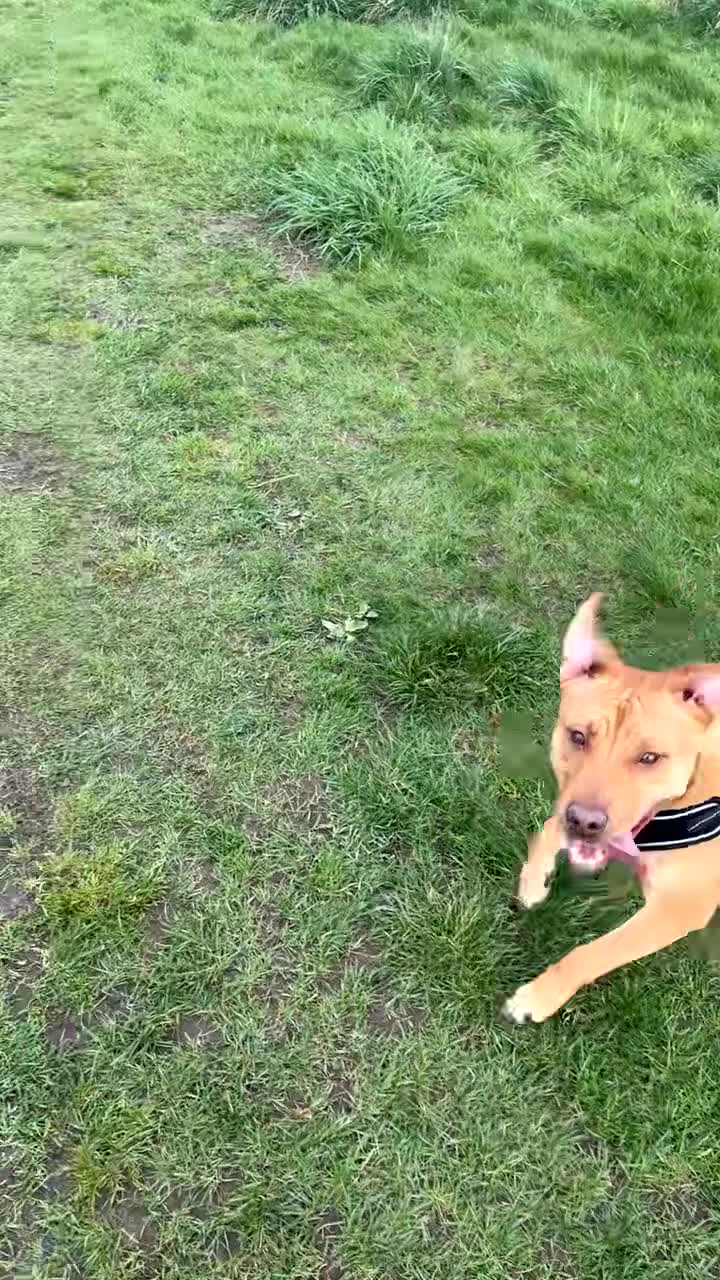 Mixed Breed dogs for sale: Staff cross for sale  - Video 1