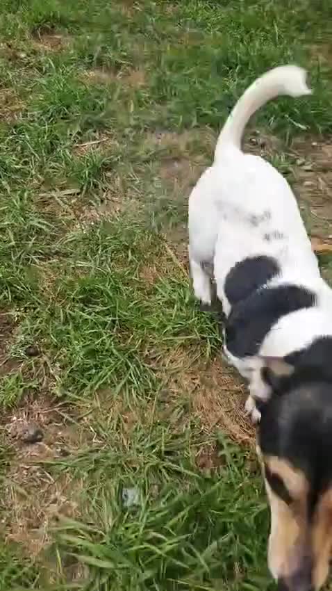Jack Russell dogs for adoption: 💖🐶 DAISY 🐶💖 - Video 1