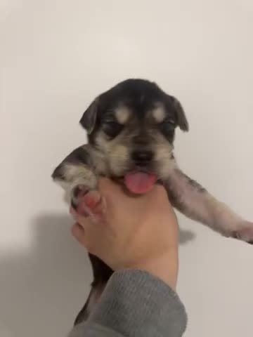 Mixed Breed dogs for sale: 4 mixed breed puppies for sale  - Video 3